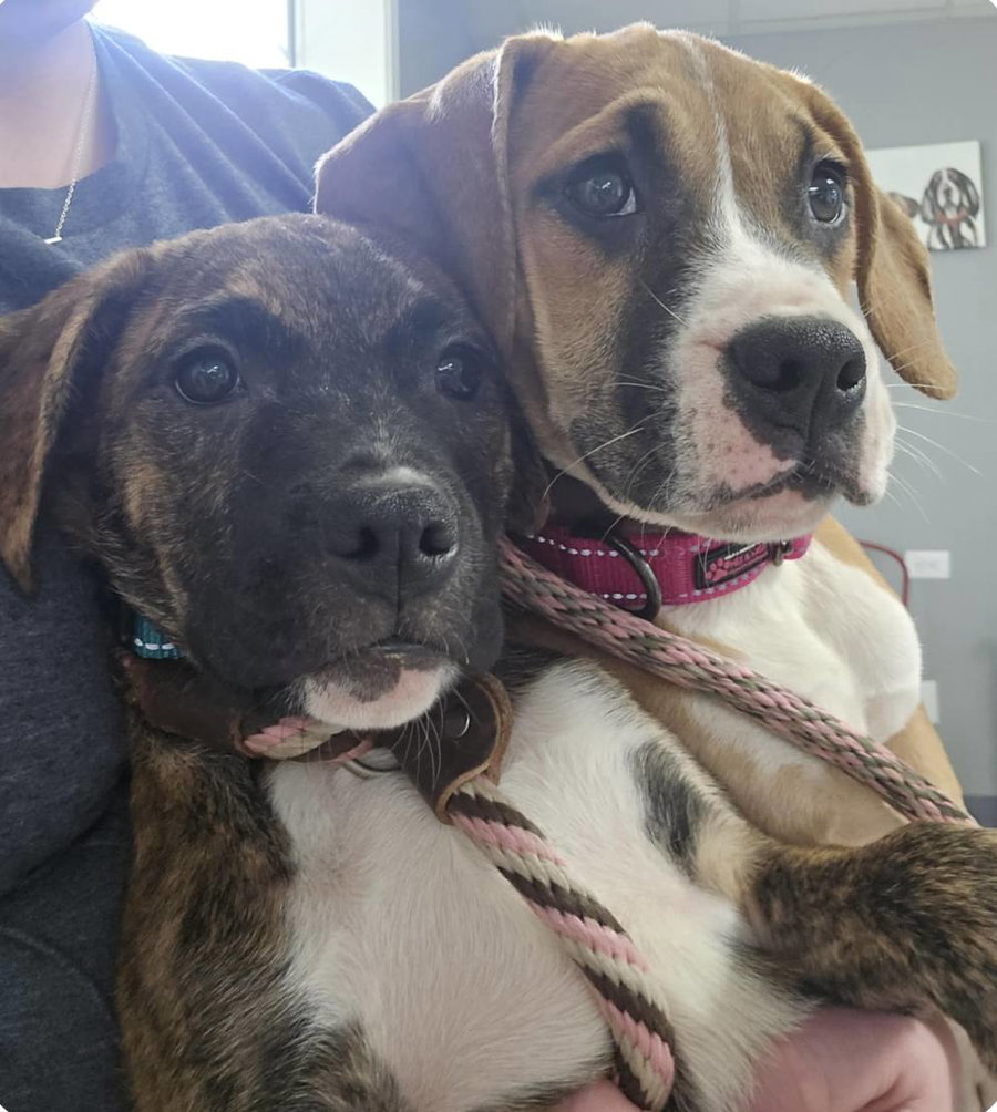 Lily - FOSTER OR ADOPT ME!!