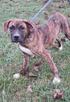 Lily - FOSTER OR ADOPT ME!! - Photo 3