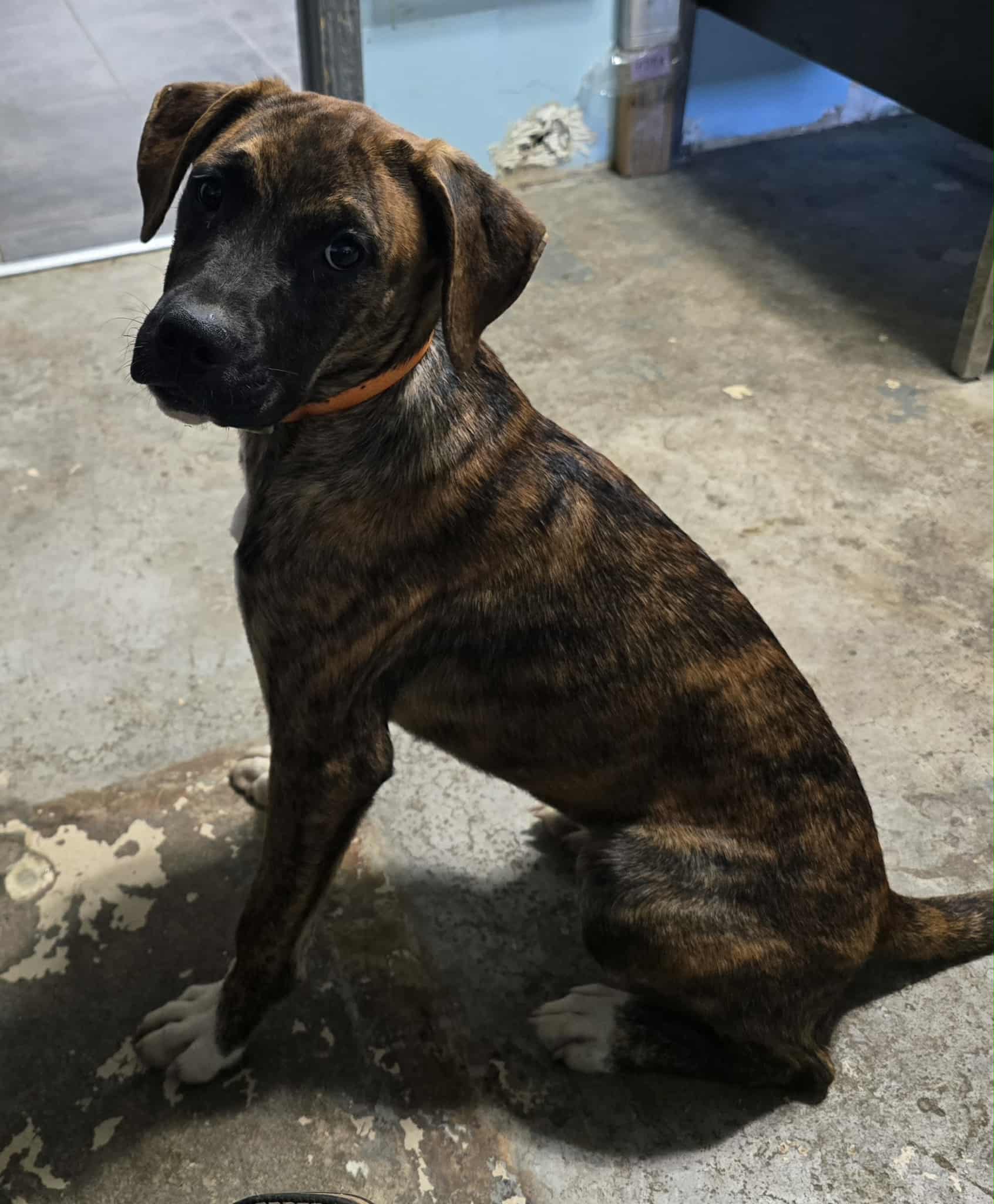 Lily - Foster Or Adopt Me image 3
