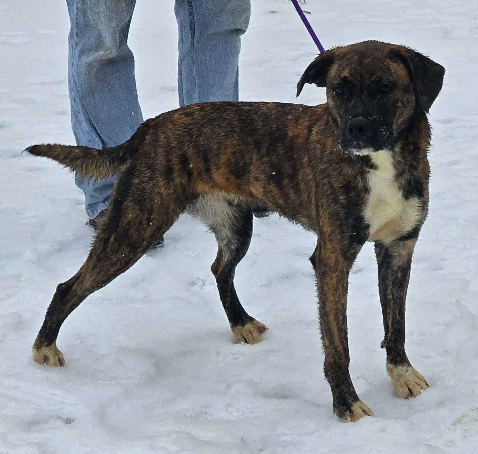 Lily - Foster Or Adopt Me - Boxer