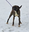 Lily - FOSTER OR ADOPT ME!! - Photo 4
