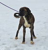 Lily - FOSTER OR ADOPT ME!! - Photo 5