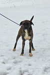 Lily - FOSTER OR ADOPT ME!! - Photo 6