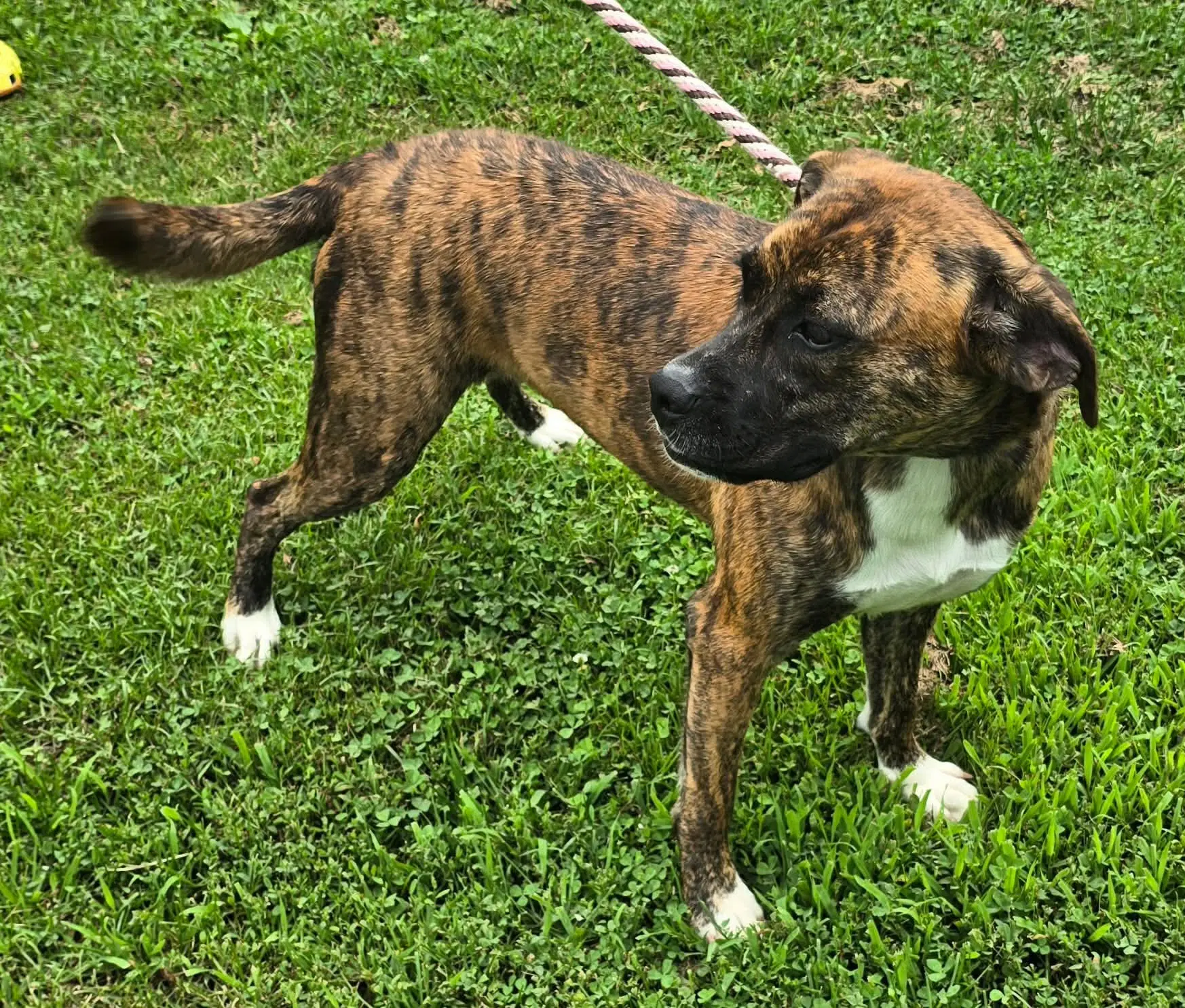 Lily - Foster Or Adopt Me image 4