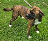 Lily - FOSTER OR ADOPT ME!! - Photo 2