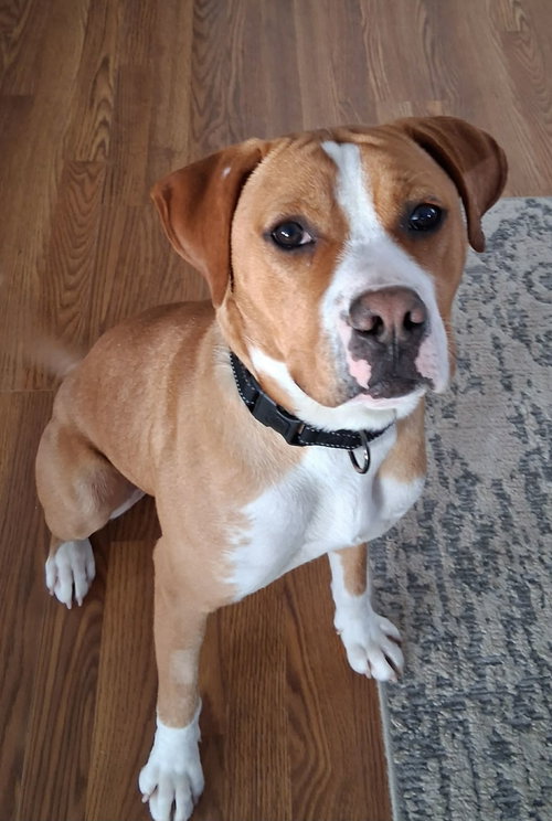 picture of the dog needing adoption