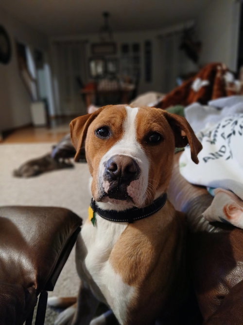 JOHNNY - Boxer available for adoption