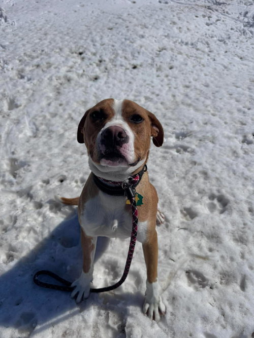 Johnny - IN TRAINING!, an adoptable Boxer in Burnsville, MN