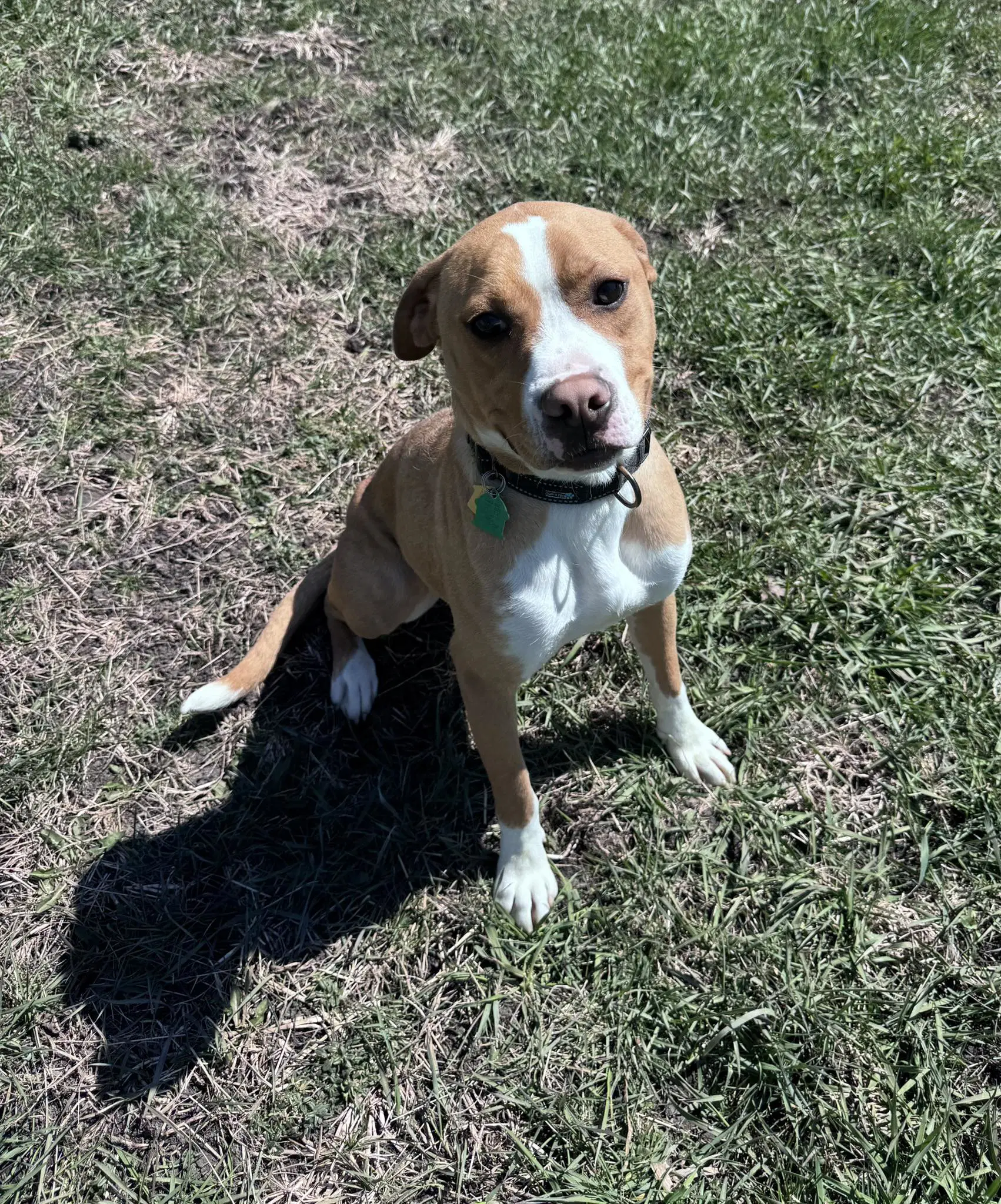 Johnny - Foster Or Adopt Me - Boxer