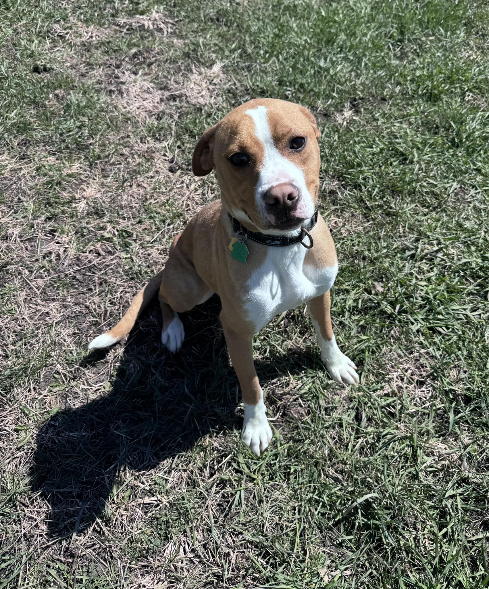 Johnny - Foster Or Adopt Me