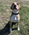 Johnny - FOSTER OR ADOPT ME!! - Photo 3