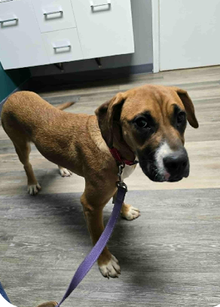 picture of the dog needing adoption