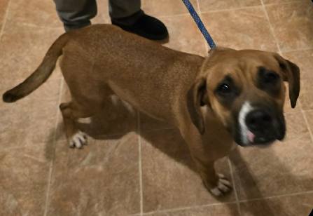 JUNE - Boxer available for adoption