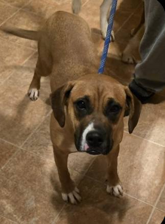 picture of the dog needing adoption