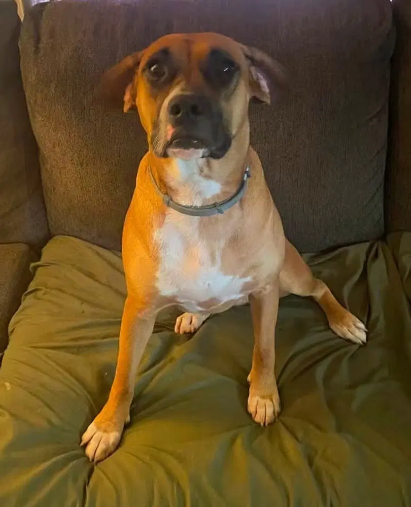 June - Foster Or Adopt Me - Boxer