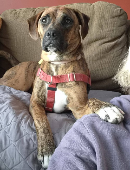 Layla, an adoptable Boxer in Burnsville, MN