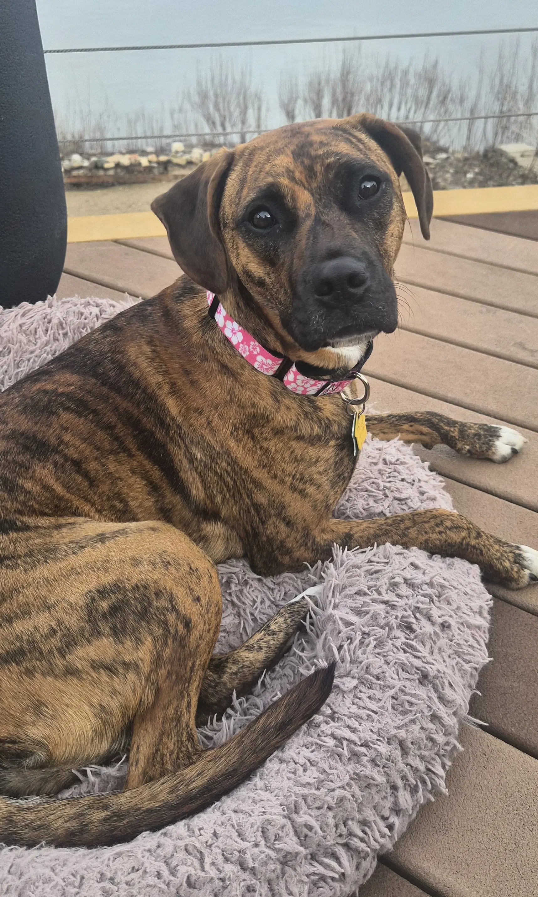 Layla - Boxer