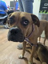 Sissy - ADOPTION PENDING!! - Photo 13