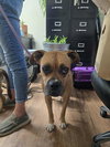 Sissy - ADOPTION PENDING!! - Photo 14
