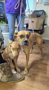 Sissy - ADOPTION PENDING!! - Photo 15