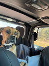 Sissy - ADOPTION PENDING!! - Photo 12