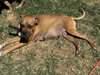 Sissy - ADOPTION PENDING!! - Photo 11