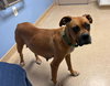 Sissy - ADOPTION PENDING!! - Photo 10