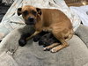 Sissy - ADOPTION PENDING!! - Photo 8