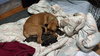 Sissy - ADOPTION PENDING!! - Photo 9