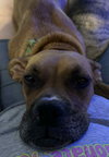 Sissy - ADOPTION PENDING!! - Photo 7