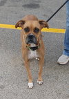 Sissy - ADOPTION PENDING!! - Photo 6