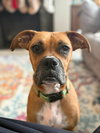 Sissy - ADOPTION PENDING!! - Photo 3