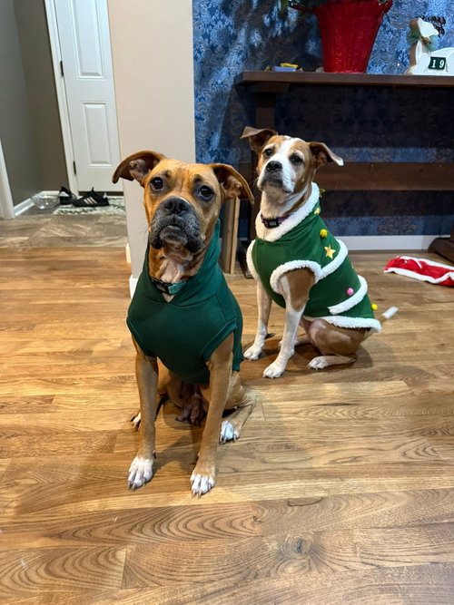 SISSY - ADOPTION PENDING!! - Boxer available for adoption