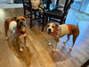 Sissy - ADOPTION PENDING!! - Photo 5
