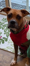 Sissy - ADOPTION PENDING!! - Photo 1
