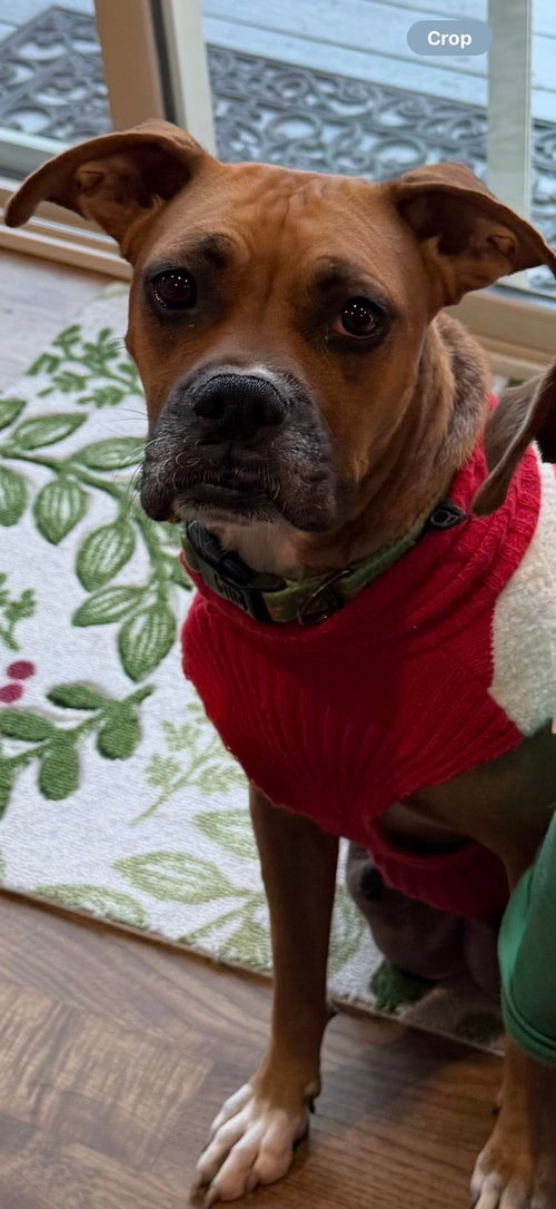 picture of the dog needing adoption