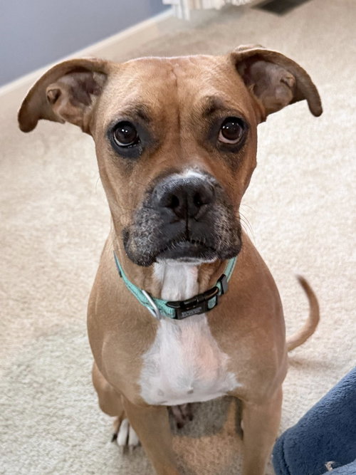 SISSY - Boxer available for adoption