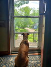 Sissy - Photo 3