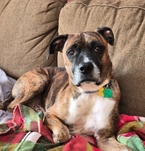 LENNY - Boxer available for adoption