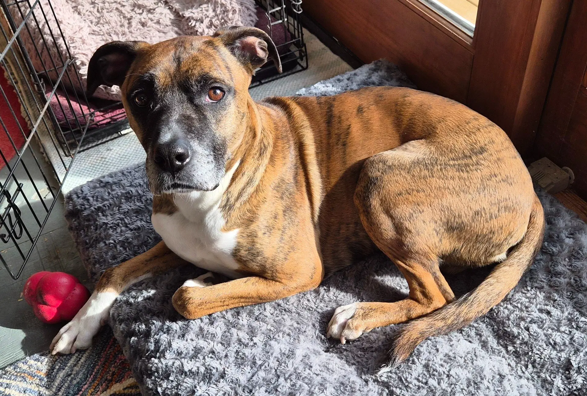 Lenny - Boxer