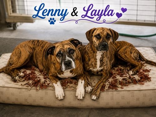 Lenny - ADOPT ME WITH LAYLA