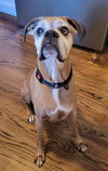 Edgar - ADOPTION PENDING!! - Photo 1