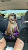 Edgar - ADOPTION PENDING!! - Photo 2