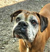 Edgar - ADOPTION PENDING!! - Photo 3