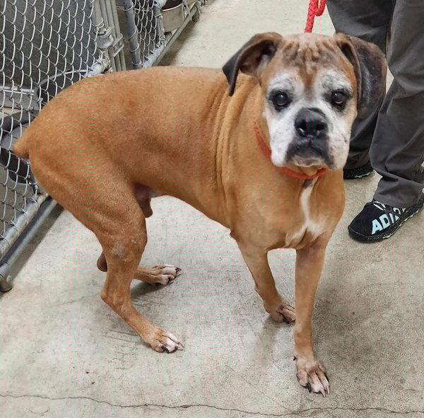 Edgar - ADOPTION PENDING!!