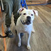 Leo - BONDED WITH LADY AKA LADYBUG - Photo 6