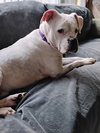 Leo - BONDED WITH LADY AKA LADYBUG - Photo 4