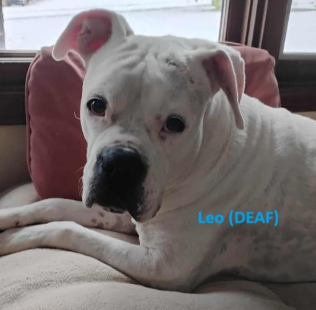 Leo - BONDED WITH LADY AKA LADYBUG