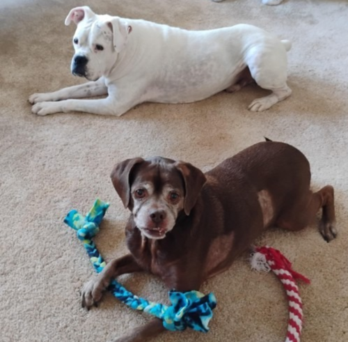 LEO - BONDED WITH LADY AKA LADYBUG - Boxer available for adoption