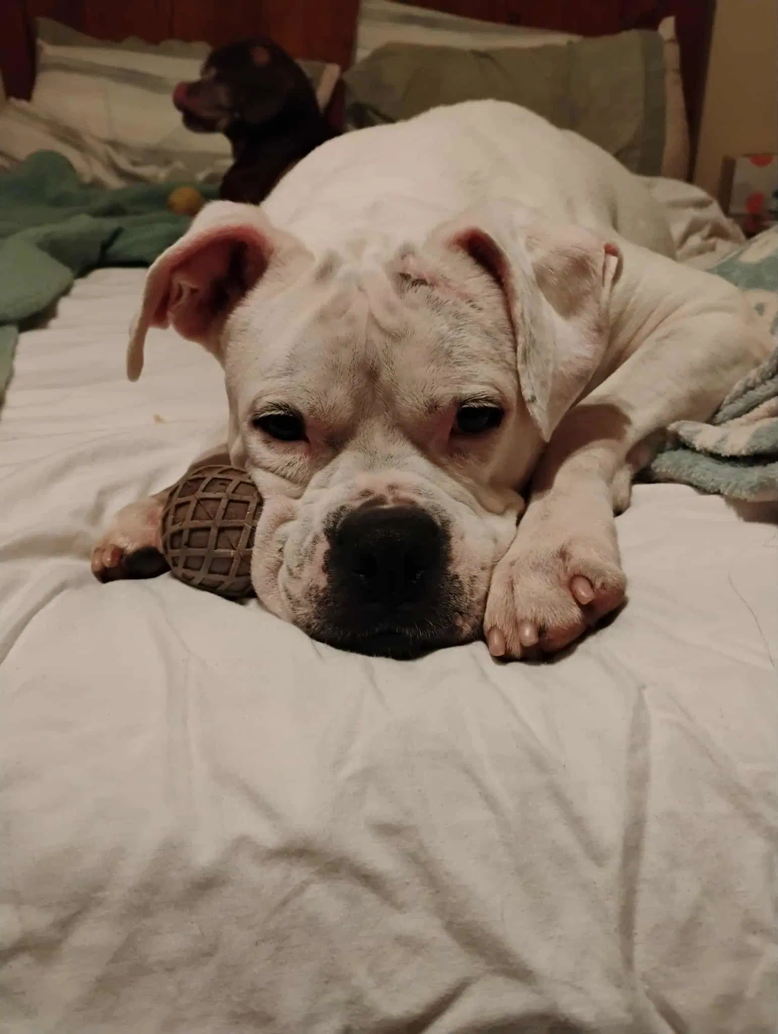Leo - Bonded With Lady Aka Ladybug image 3